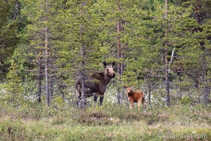 Снегоходный тур 'Саамские каникулы' - фото