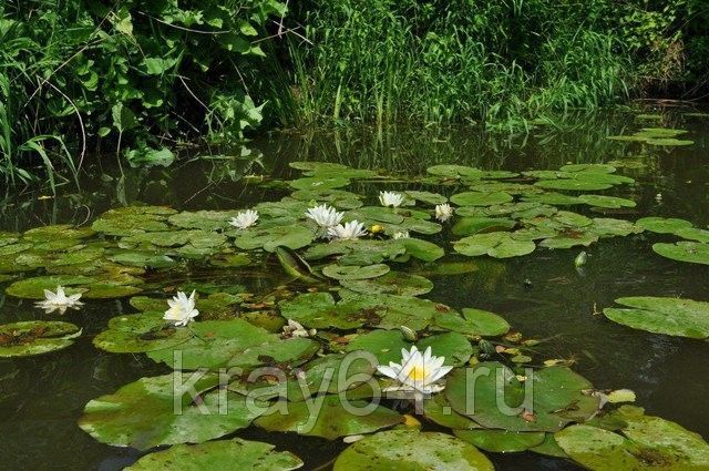 Катание на квадроцикле - фото