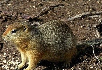 Путешествие тур «Сахалин-Кунашир-Шикотан» - фото