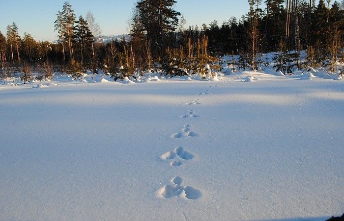 Тур «Снежный Крака» на 5 дней - фото