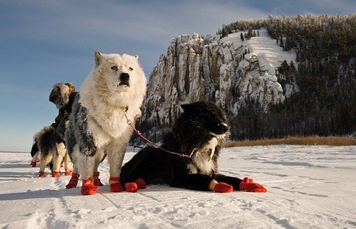 Сафари на собачьих упряжках «Школа каюра в Якутии» - фото