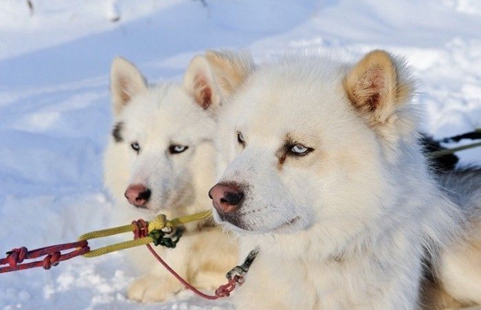 Сафари на собачьих упряжках «Школа каюра в Якутии» - фото