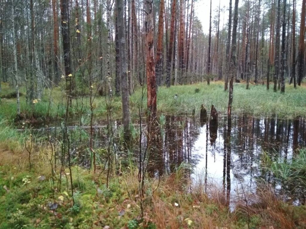 Лесные тропы - фото