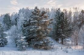 Снегоходный тур "Снежные пейзажи" - фото