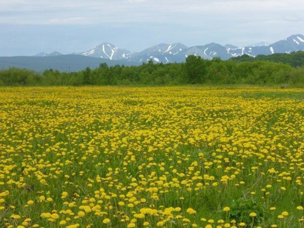 Классическая Камчатка - фото