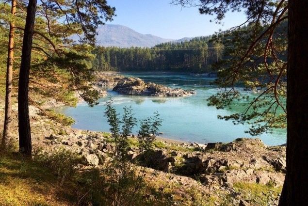 МАНЖЕРОКСКИЙ РАДИАЛЬНЫЙ - фото