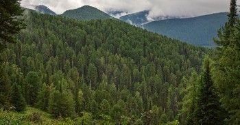По нижнему Чулышману и Телецкому озеру - фото