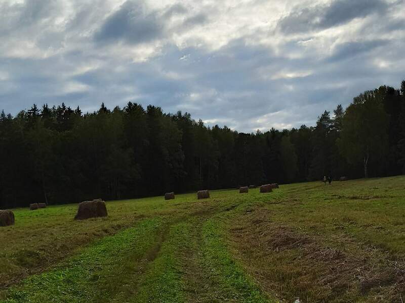 Павловский парк - фото