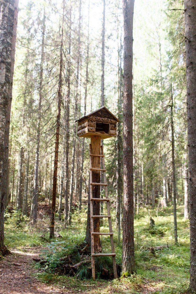Транскенозерская тропа - фото