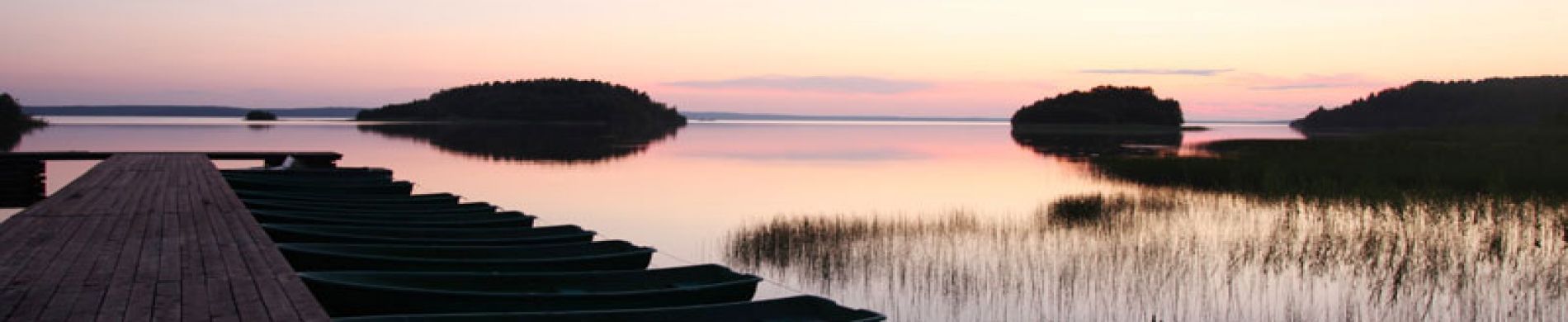 Шишки - изображение Шишки - фото